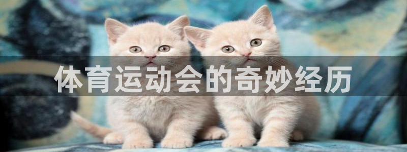 熊猫体育sports：体育运动会的奇妙经历